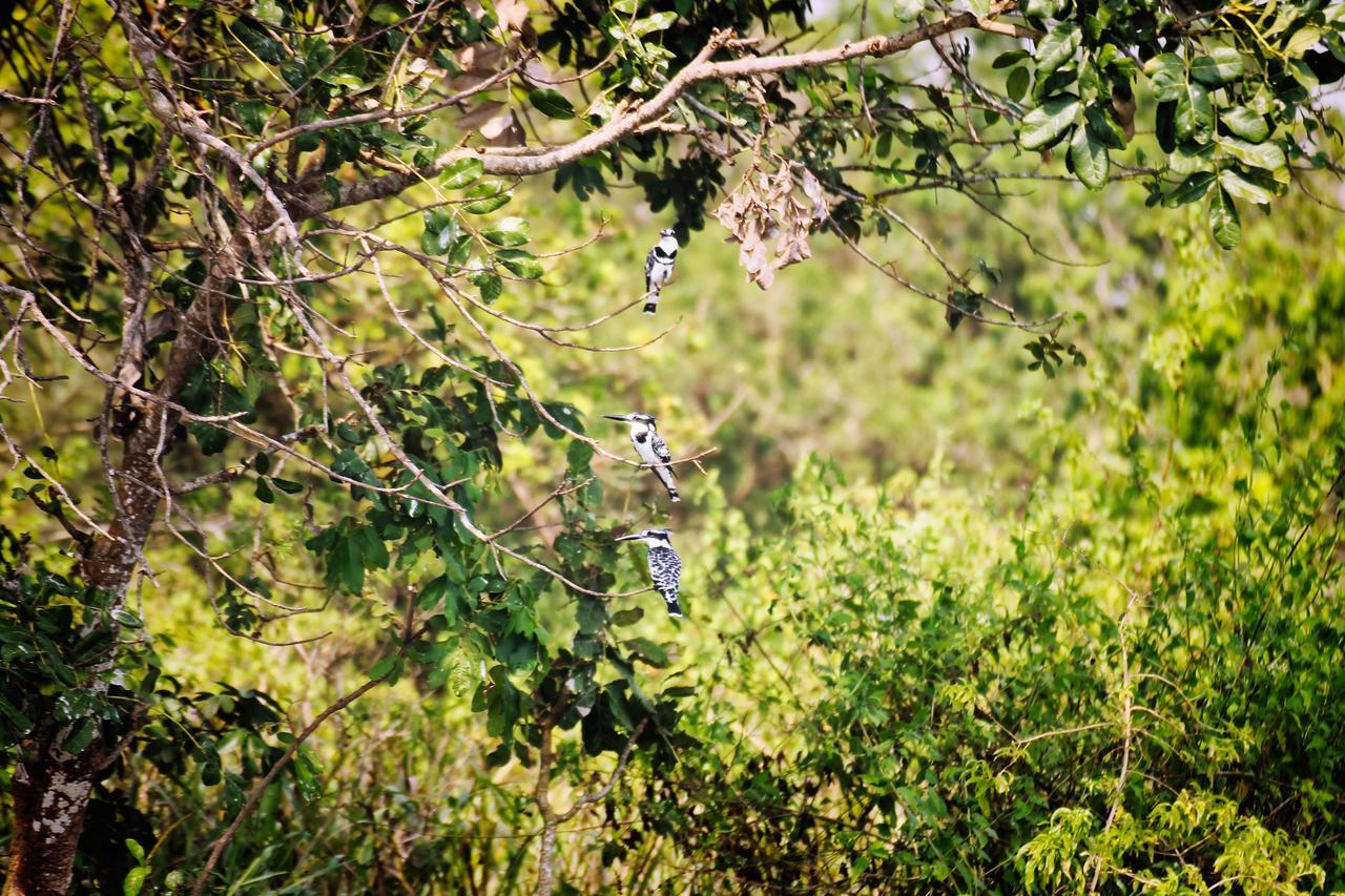 Twiga Safari Lodge Paraa Eksteriør billede